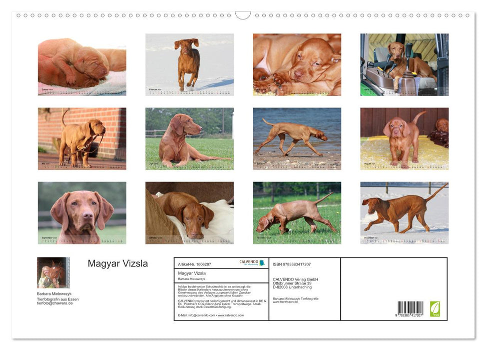 Magyar Vizsla - pure joy of life (CALVENDO wall calendar 2024) 