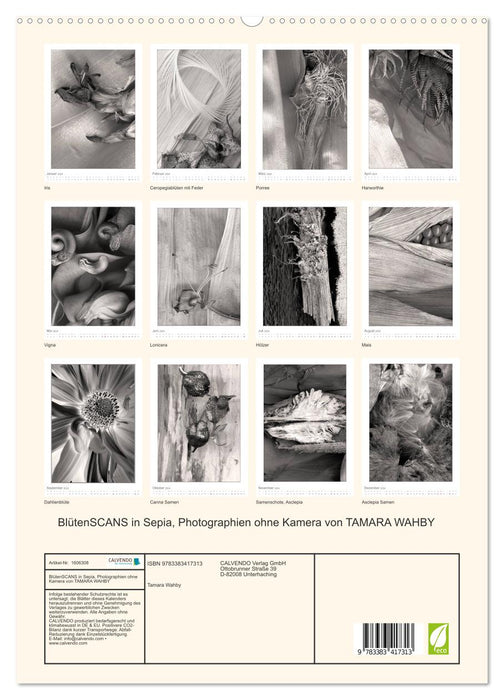 Scans de fleurs en sépia, photographies sans appareil photo par Tamara Wahby (Calendrier mural CALVENDO Premium 2024) 