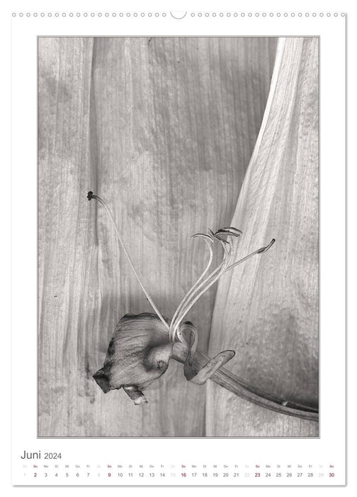 BlütenScans in Sepia, Photographien ohne Kamera von Tamara Wahby (CALVENDO Premium Wandkalender 2024)