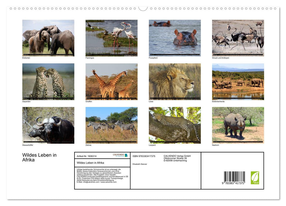 Wildes Leben in Afrika (CALVENDO Premium Wandkalender 2024)