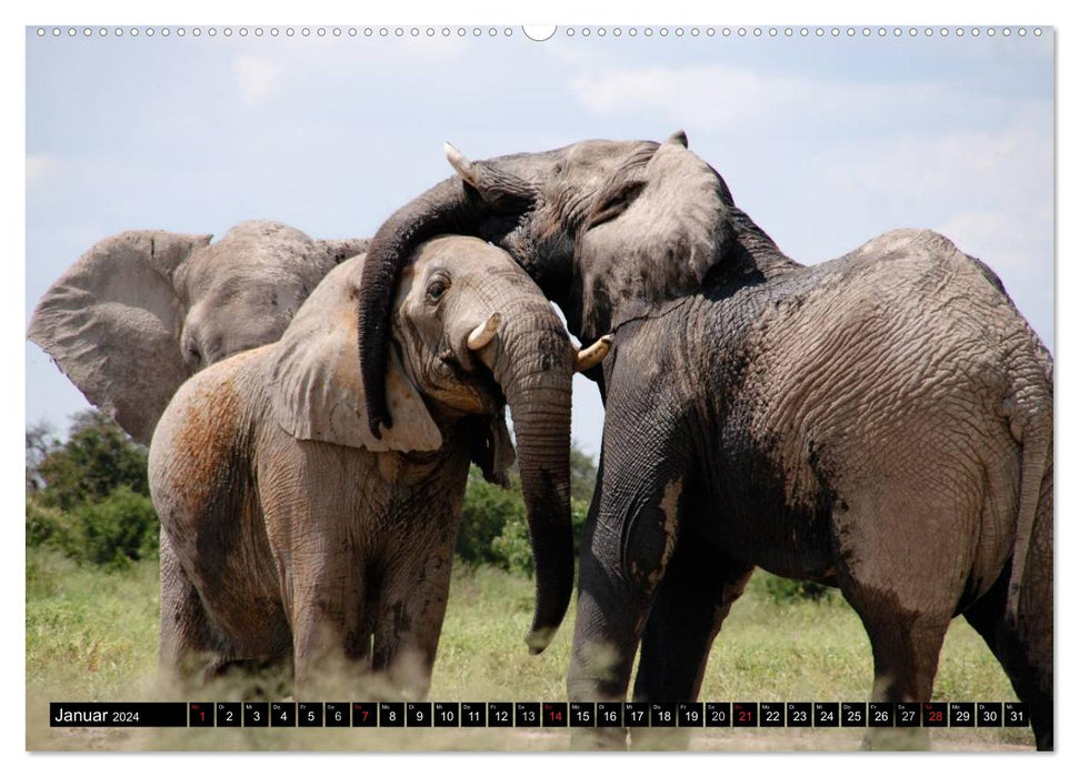 Wild life in Africa (CALVENDO Premium Wall Calendar 2024) 