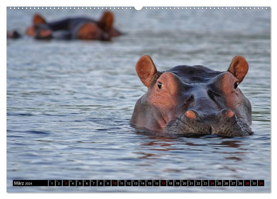 Wildes Leben in Afrika (CALVENDO Premium Wandkalender 2024)