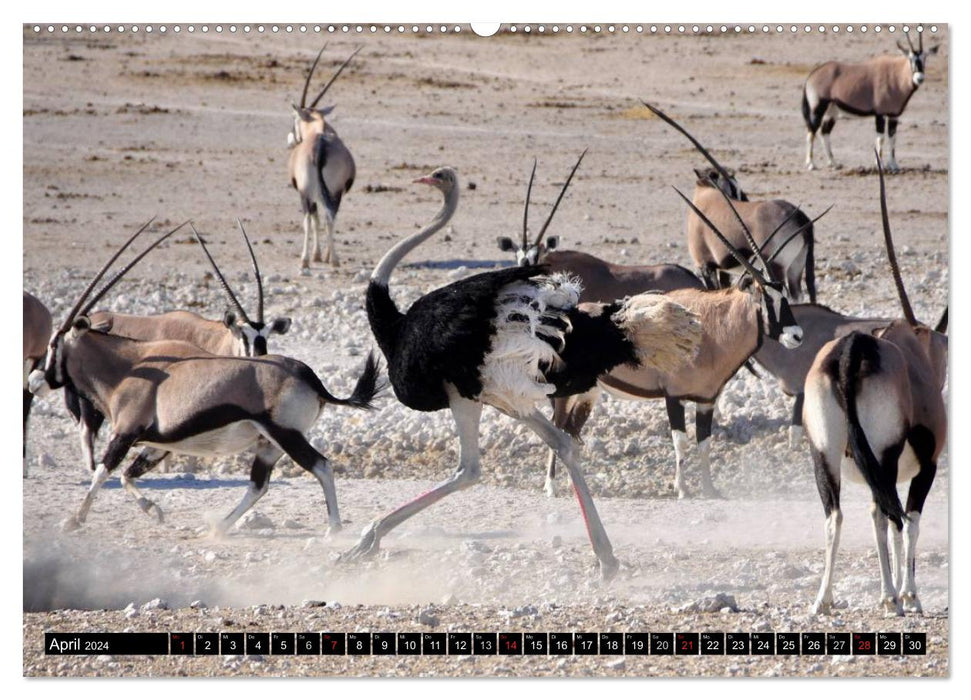 Wild life in Africa (CALVENDO Premium Wall Calendar 2024) 