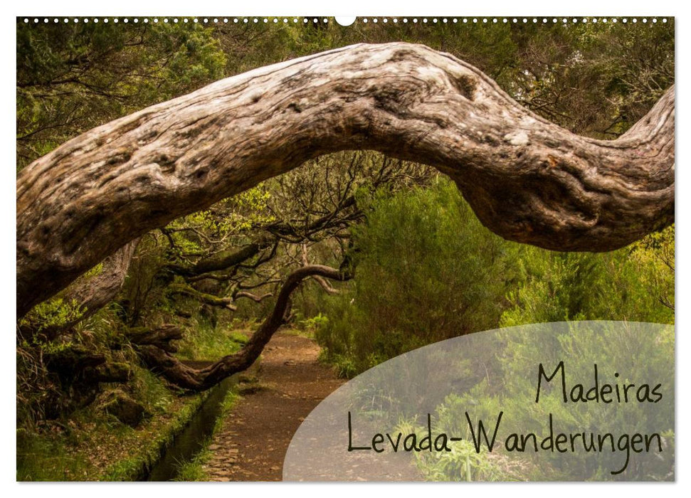 Madeira's Levada hikes (CALVENDO wall calendar 2024) 