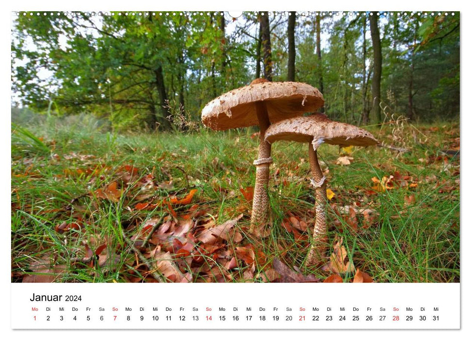 Local mushrooms (CALVENDO Premium Wall Calendar 2024) 