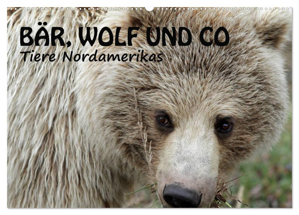 Bear, wolf and co - animals of North America (CALVENDO wall calendar 2024) 