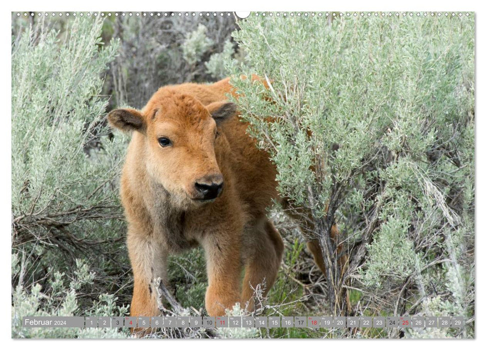 Bär, Wolf und Co - Tiere Nordamerikas (CALVENDO Wandkalender 2024)