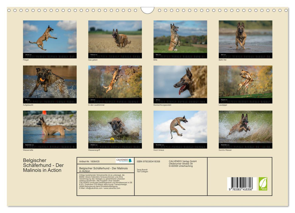Belgian Shepherd Dog - The Malinois in Action (CALVENDO Wall Calendar 2024) 
