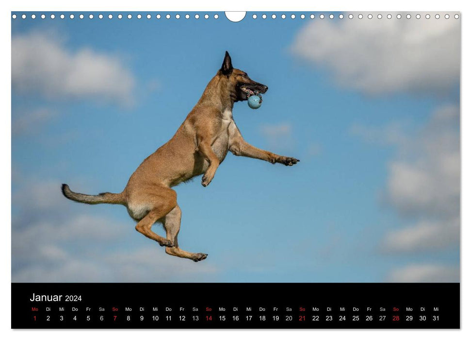 Belgian Shepherd Dog - The Malinois in Action (CALVENDO Wall Calendar 2024) 