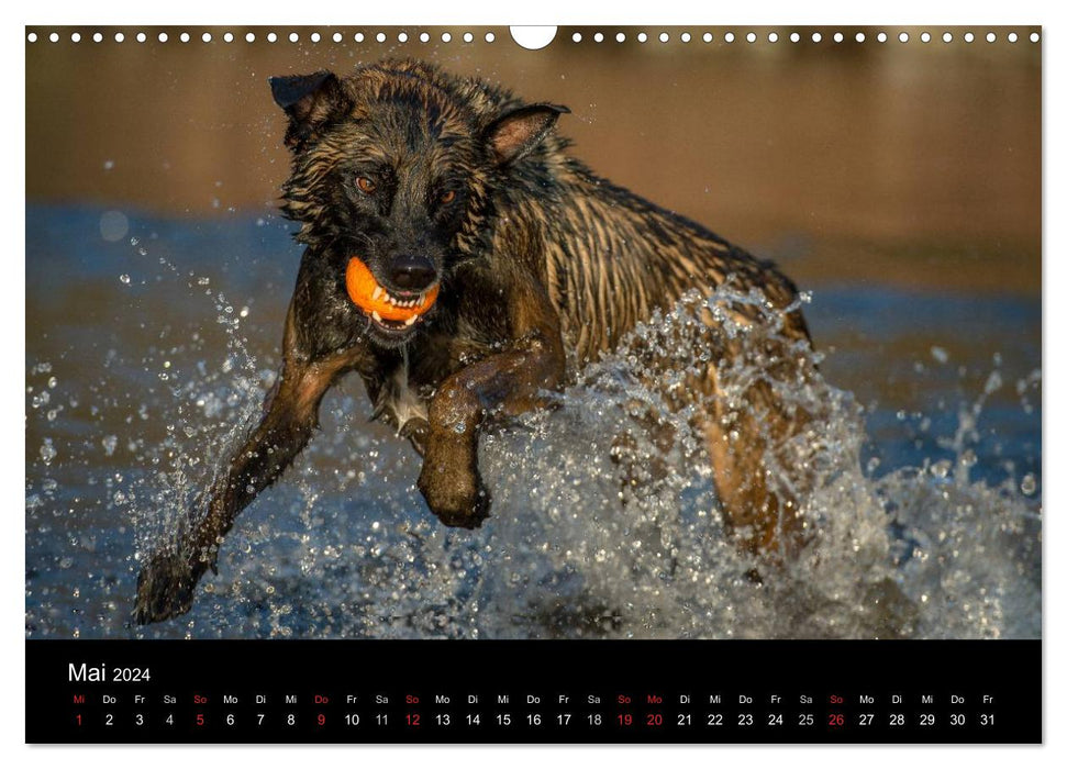 Belgischer Schäferhund - Der Malinois in Action (CALVENDO Wandkalender 2024)