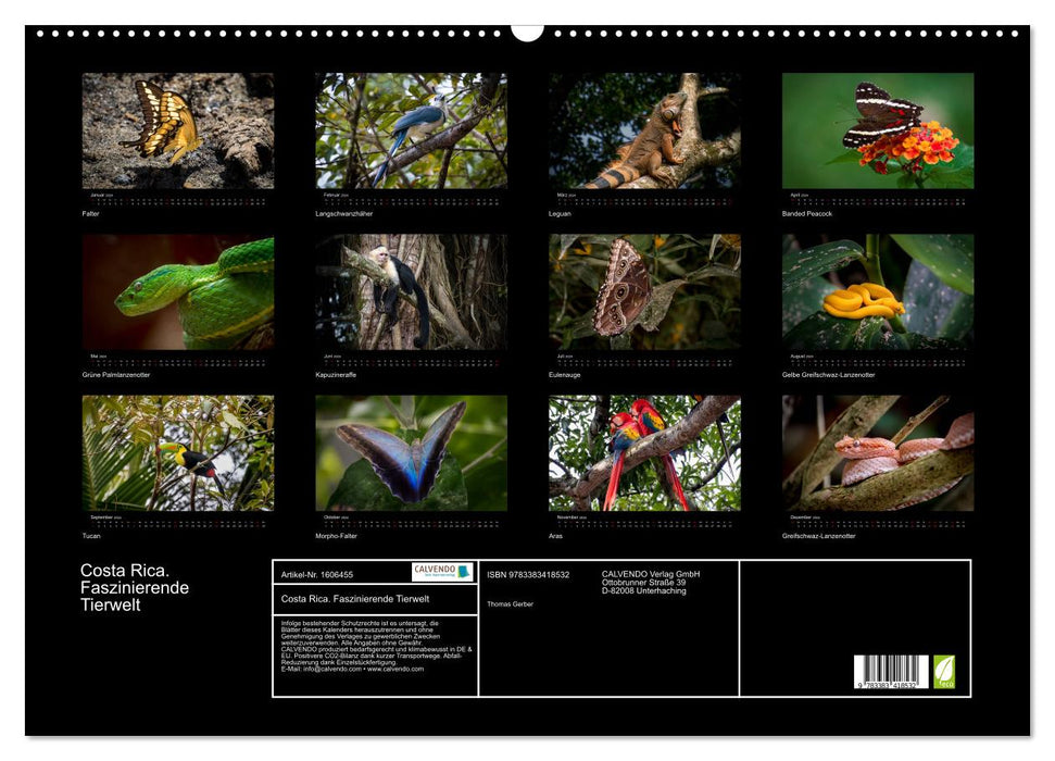 Costa Rica. Faszinierende Tierwelt (CALVENDO Wandkalender 2024)