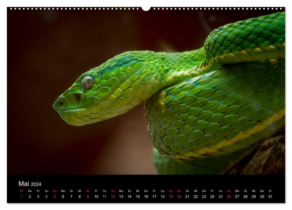 Costa Rica. Fascinating wildlife (CALVENDO wall calendar 2024) 