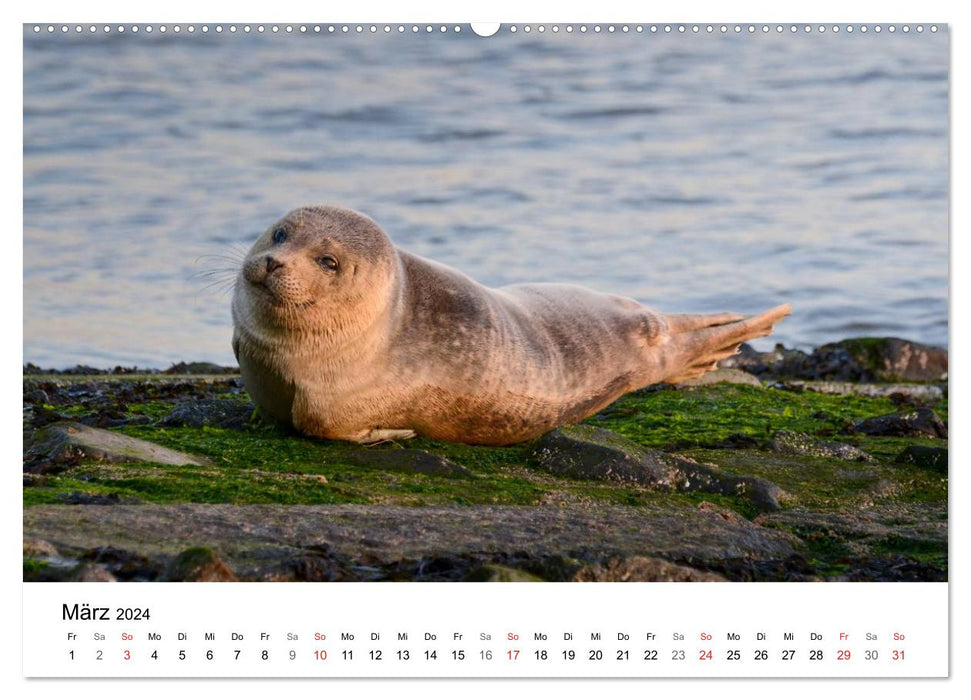 Maritime Impressions Wilhelmshaven (CALVENDO Premium Wall Calendar 2024) 