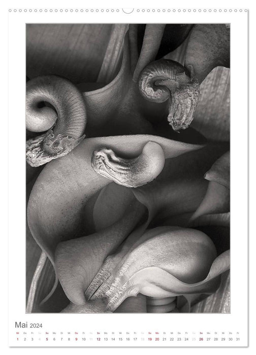BlütenScans in Sepia, Photographien ohne Kamera von Tamara Wahby (CALVENDO Wandkalender 2024)