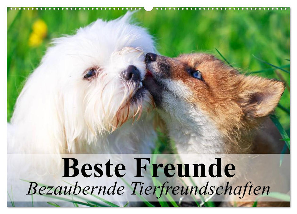 Beste Freunde - Bezaubernde Tierfreundschaften (CALVENDO Wandkalender 2024)