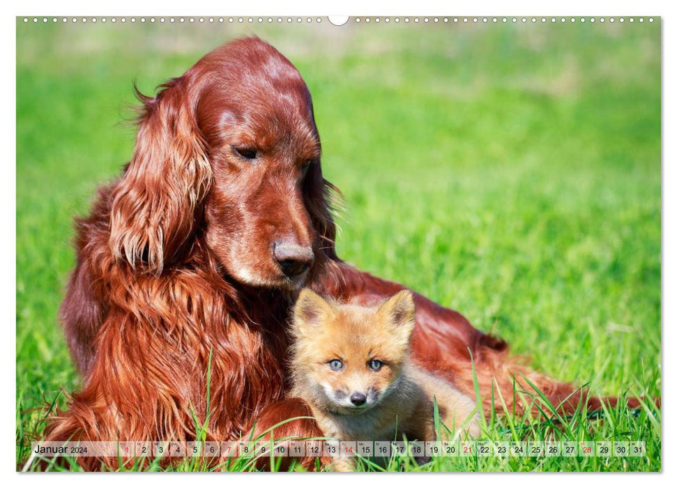 Beste Freunde - Bezaubernde Tierfreundschaften (CALVENDO Wandkalender 2024)
