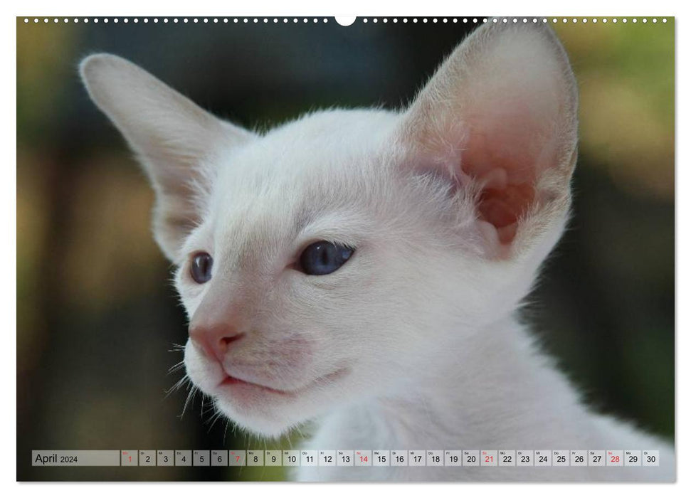 Siamese cats - little cheeky badger with family (CALVENDO Premium wall calendar 2024) 