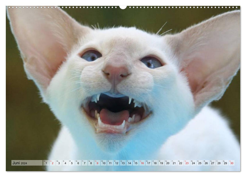 Siamese cats - little cheeky badger with family (CALVENDO Premium wall calendar 2024) 