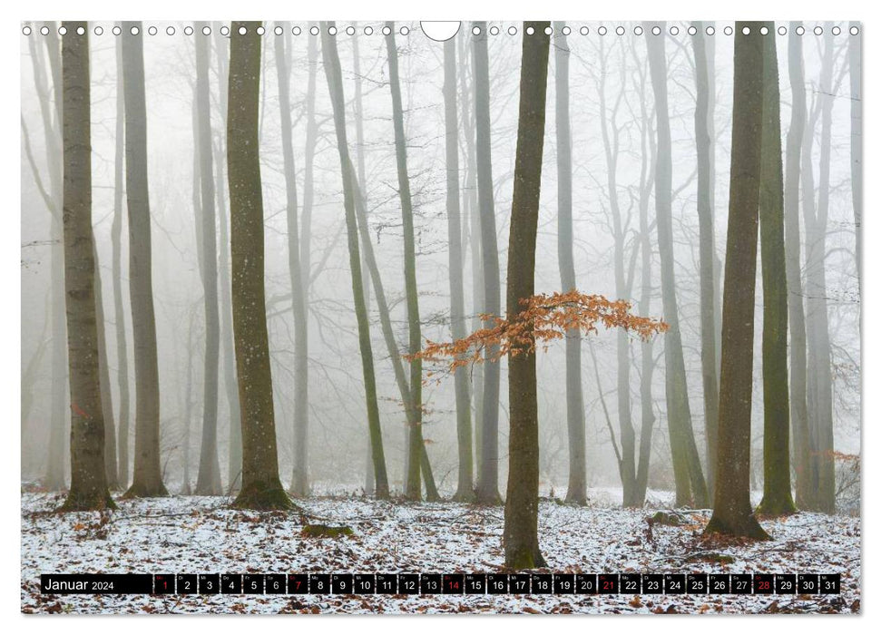 Märchenwälder (CALVENDO Wandkalender 2024)