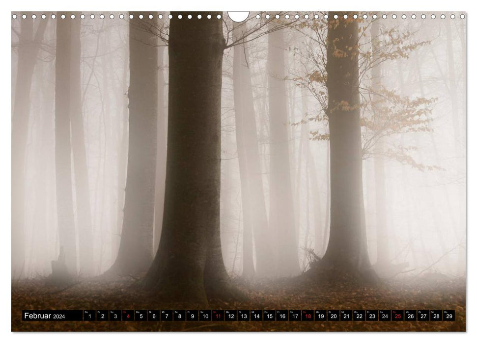 Fairytale forests (CALVENDO wall calendar 2024) 