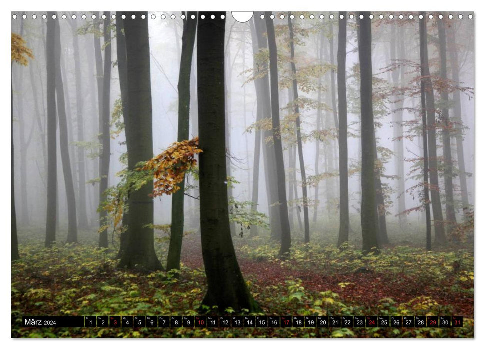 Märchenwälder (CALVENDO Wandkalender 2024)