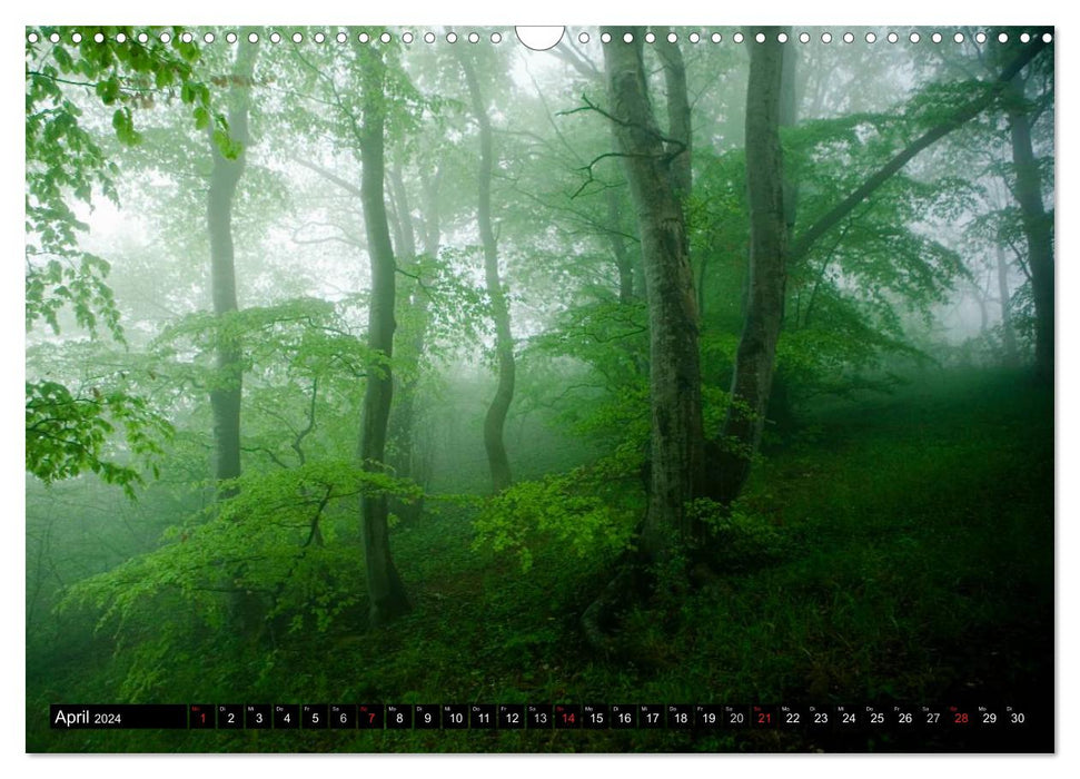 Fairytale forests (CALVENDO wall calendar 2024) 