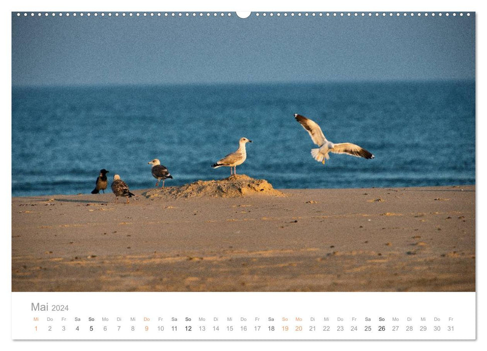 Dream destination Denmark (CALVENDO Premium Wall Calendar 2024) 