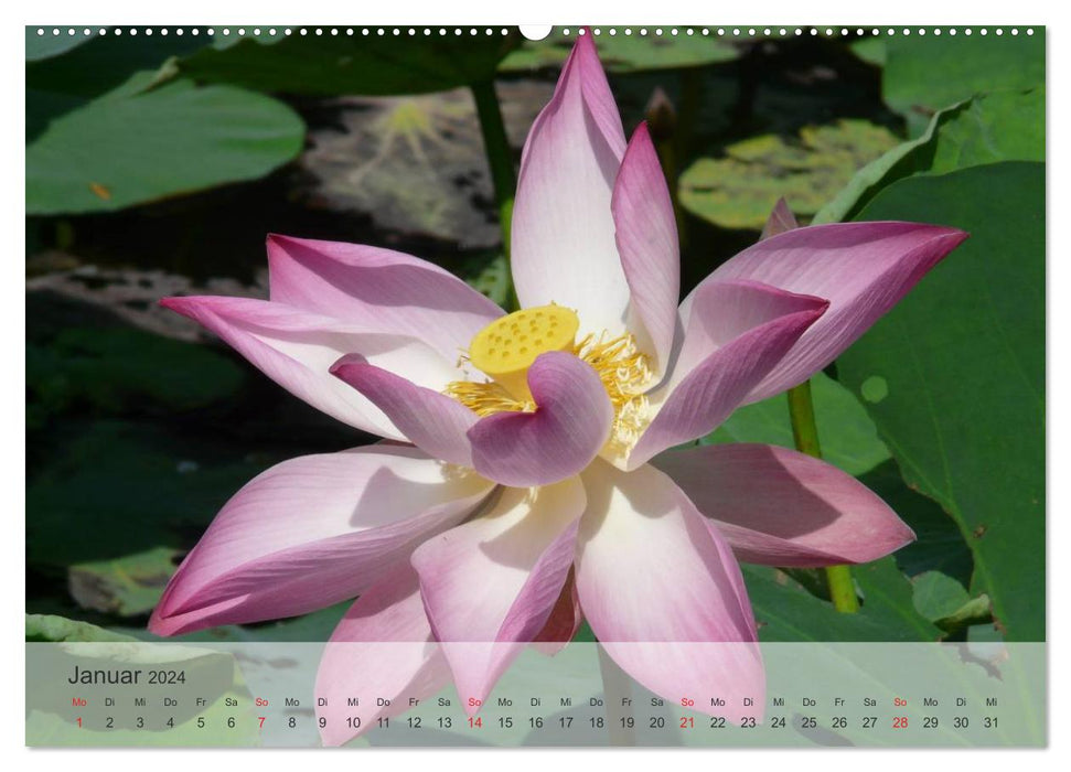 Lotus - symbol of purity and power (CALVENDO Premium Wall Calendar 2024) 