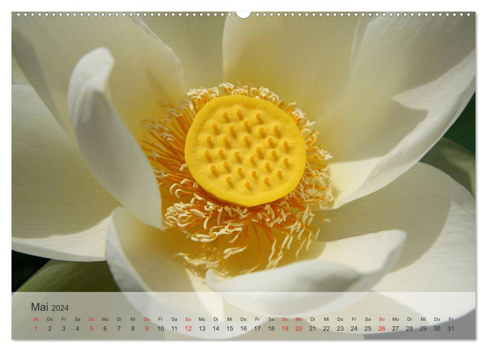 Lotos - Symbol für Reinheit und Kraft (CALVENDO Premium Wandkalender 2024)