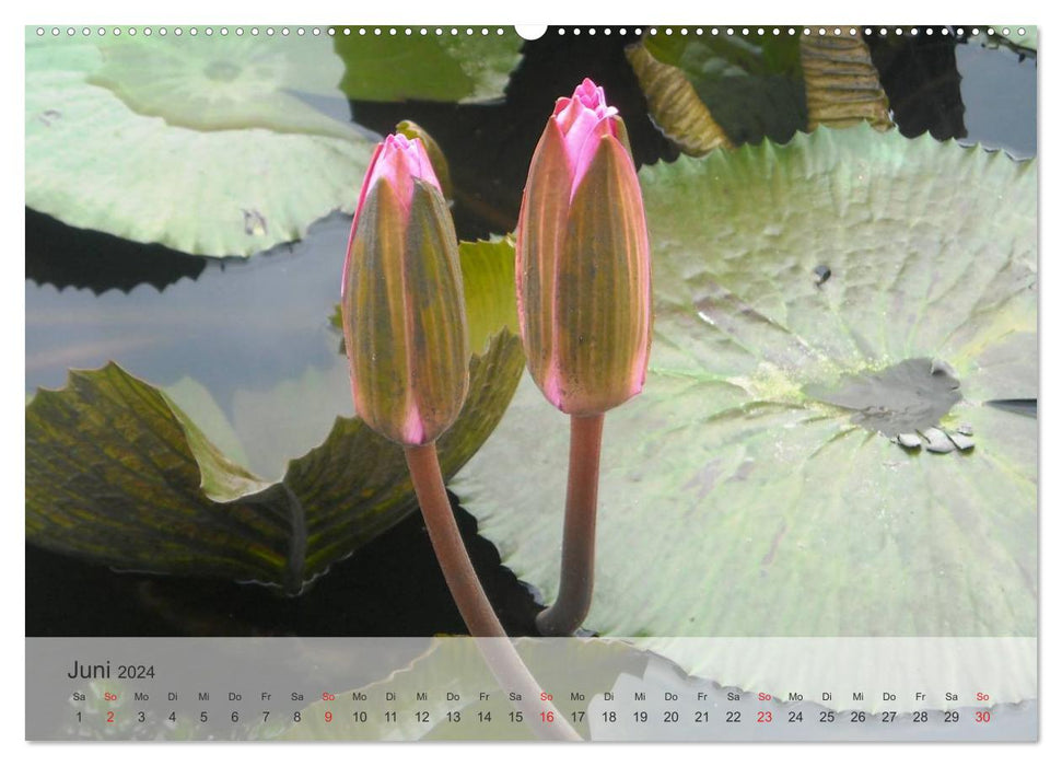 Lotus - symbol of purity and power (CALVENDO Premium Wall Calendar 2024) 