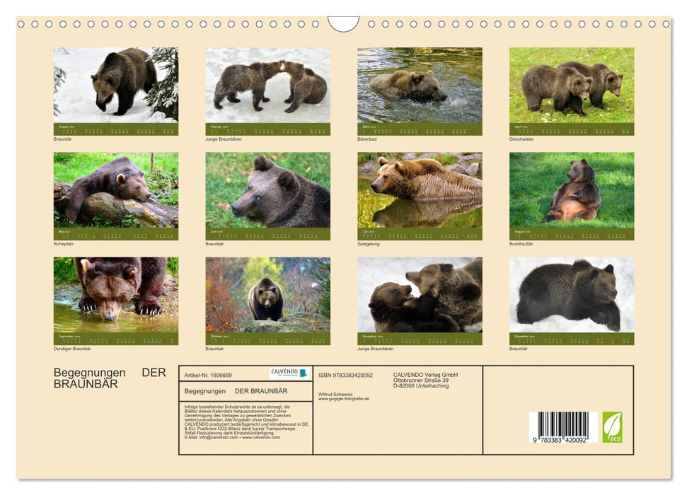 Encounters THE BROWN BEAR (CALVENDO wall calendar 2024) 