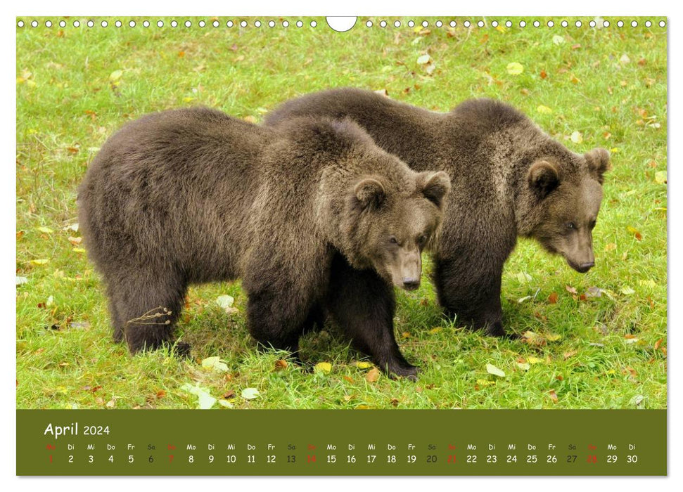 Begegnungen DER BRAUNBÄR (CALVENDO Wandkalender 2024)