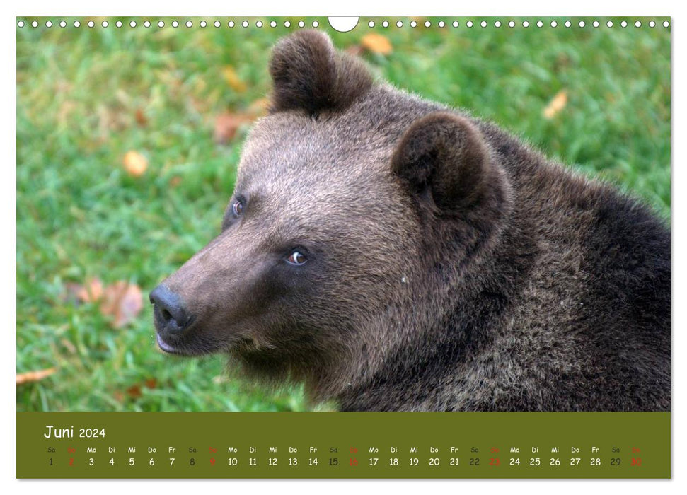 Begegnungen DER BRAUNBÄR (CALVENDO Wandkalender 2024)