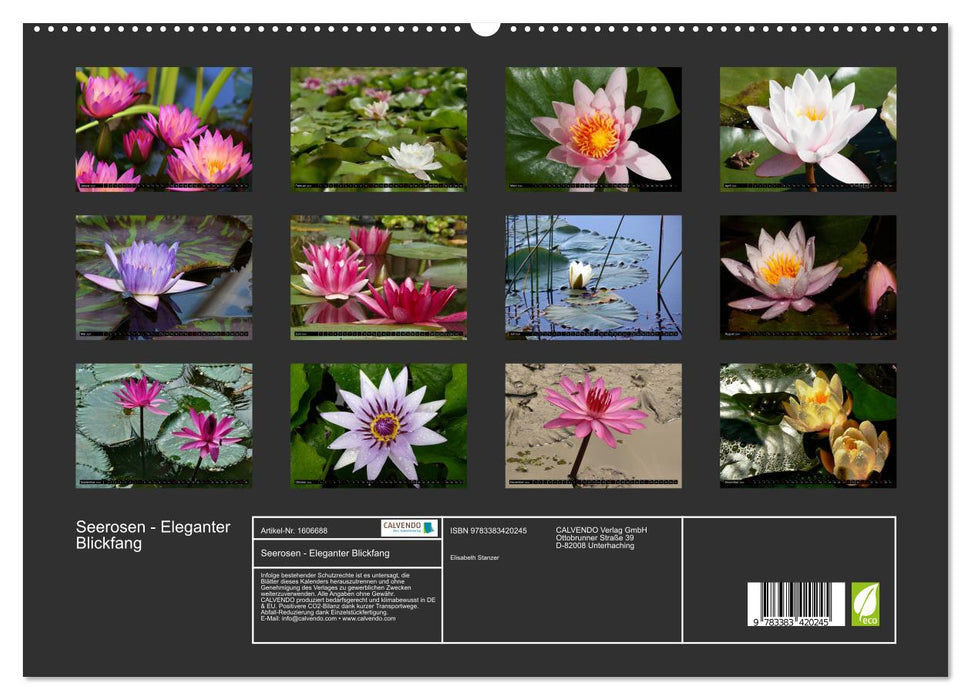 Water lilies - elegant eye-catcher (CALVENDO Premium Wall Calendar 2024) 