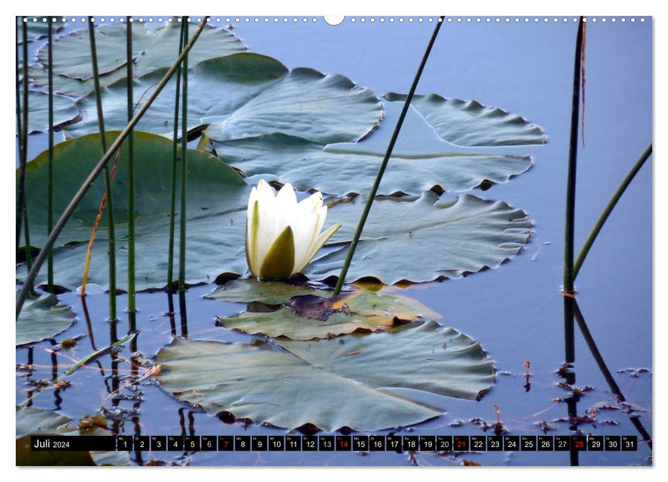 Water lilies - elegant eye-catcher (CALVENDO Premium Wall Calendar 2024) 