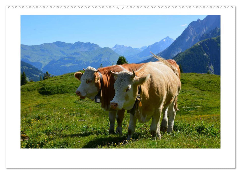 Swiss mountains landscapes and animals (CALVENDO Premium Wall Calendar 2024) 