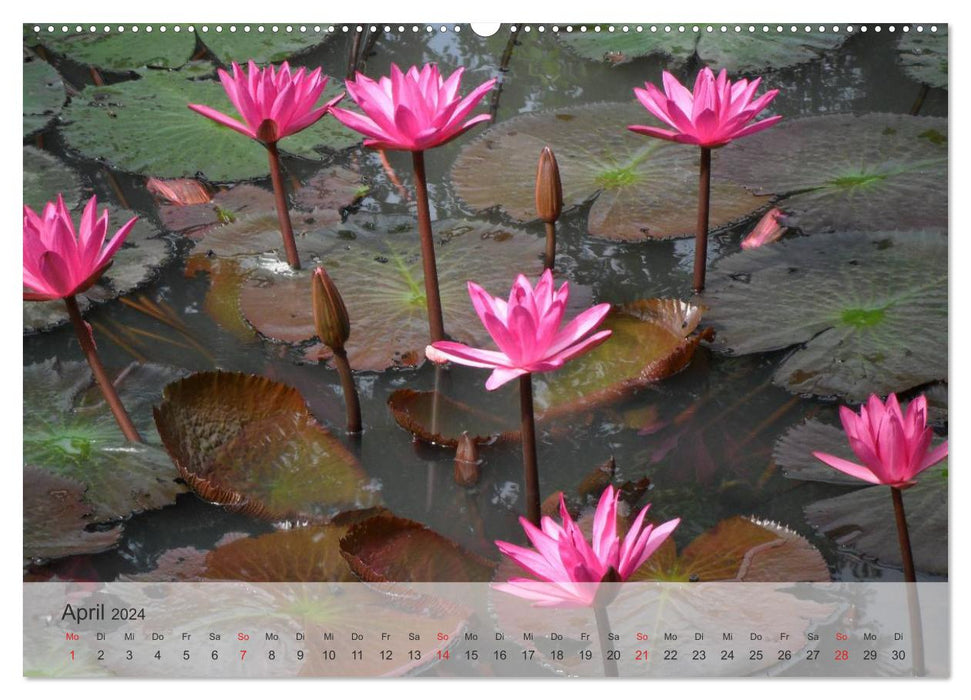 Lotus - symbol of purity and power (CALVENDO wall calendar 2024) 