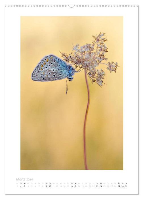 Impressionen aus Wald und Wiese (CALVENDO Wandkalender 2024)