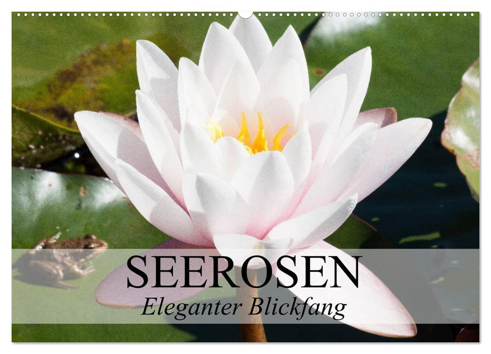 Seerosen - Eleganter Blickfang (CALVENDO Wandkalender 2024)
