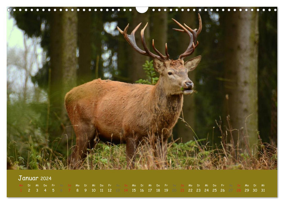 Encounters. THE DEER (CALVENDO wall calendar 2024) 