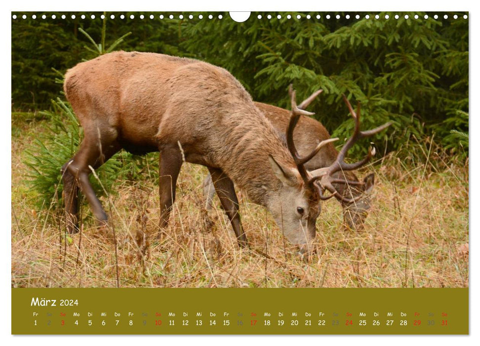 Encounters. THE DEER (CALVENDO wall calendar 2024) 