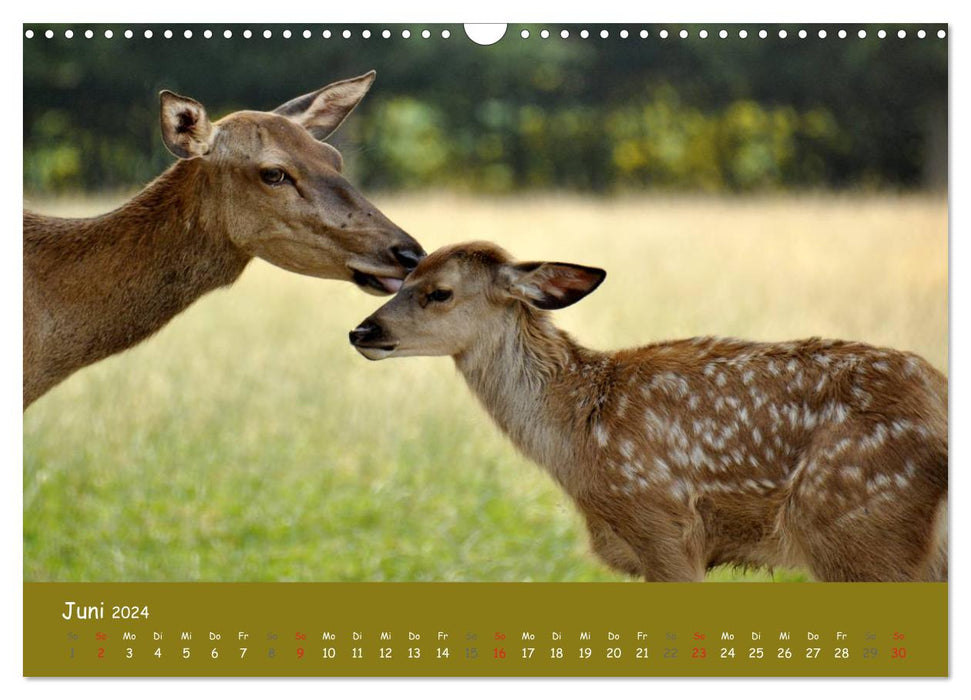 Encounters. THE DEER (CALVENDO wall calendar 2024) 