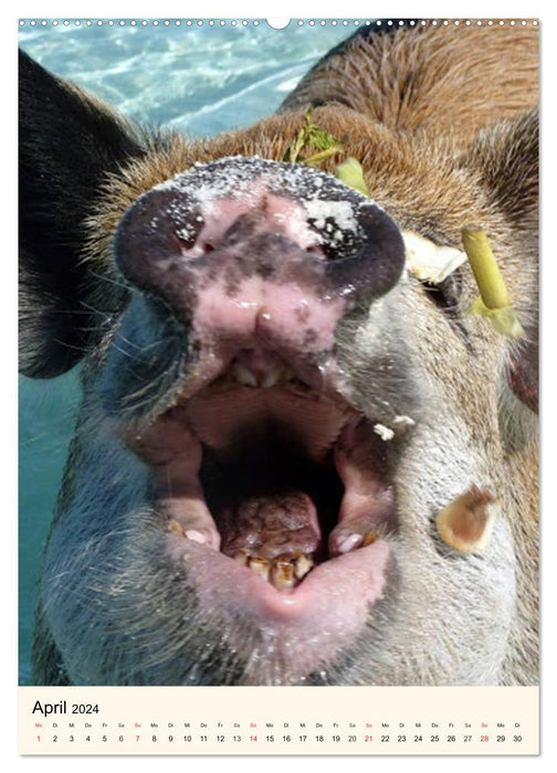 Selfies. Animal self-portraits (CALVENDO wall calendar 2024) 