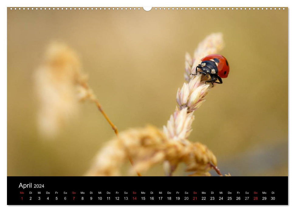 PURE NATURE - PURE NATURE (CALVENDO Premium Wall Calendar 2024) 