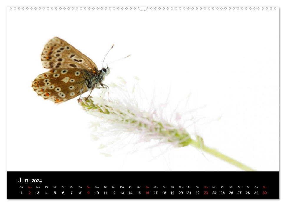 PURE NATURE - PURE NATURE (CALVENDO Premium Wall Calendar 2024) 