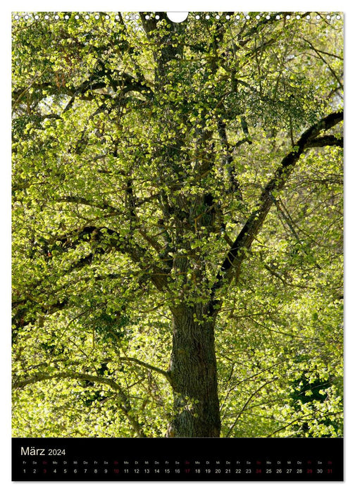 Energy of the trees (CALVENDO wall calendar 2024) 