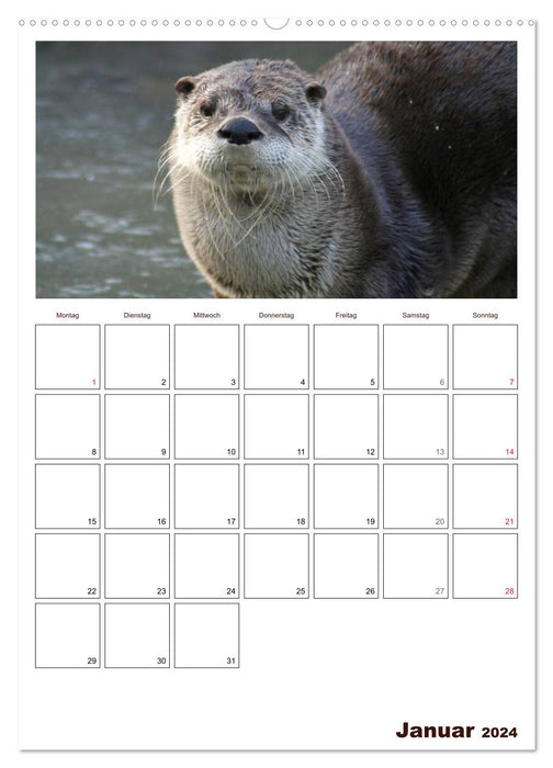 The otter appointment planner (CALVENDO Premium wall calendar 2024) 