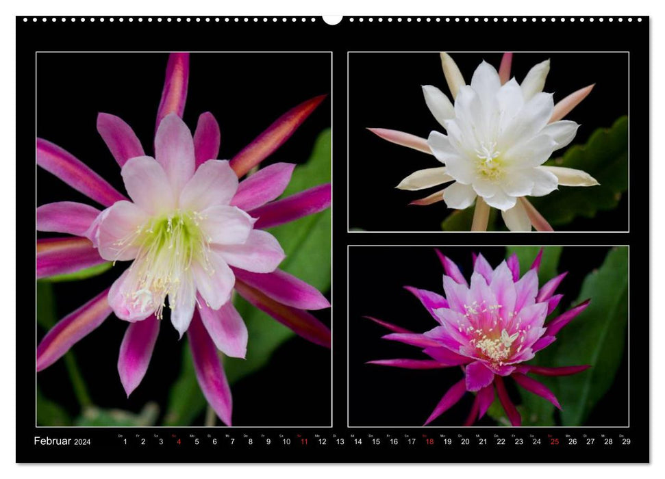 Epiphyllum hybrids (CALVENDO wall calendar 2024) 