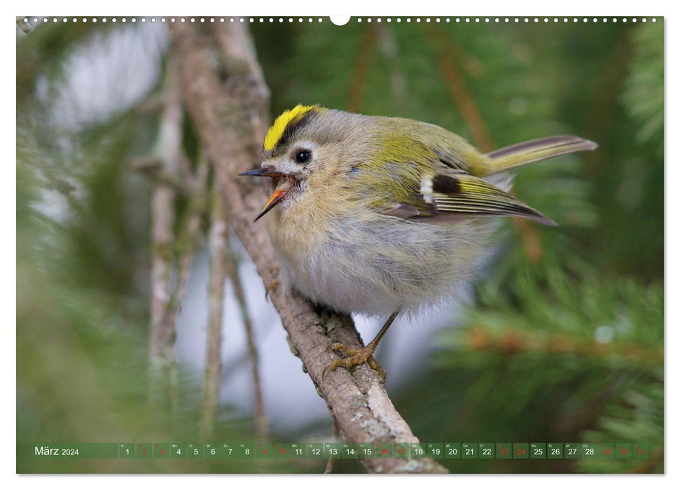 Steckbriefe einheimischer Vögel (CALVENDO Premium Wandkalender 2024)