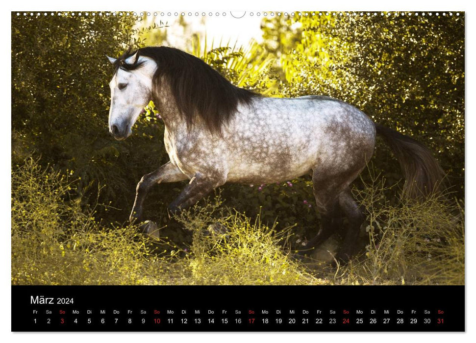 Spain's proud horses (CALVENDO Premium wall calendar 2024) 